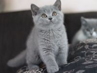 Reinrassige Britischkurzhaar BKH Kitten vom Züchter mit Stammbaum