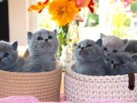 Reinrassige Britischkurzhaar BKH Kitten vom Züchter mit Stammbaum
