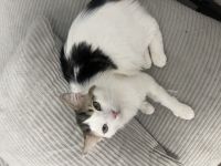 1 Jahr Maine coon mix