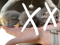 Britisch Kurzhaar Mix