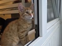 Zwei liebevolle Kitten