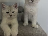 Britisch Kurzhaar Kater