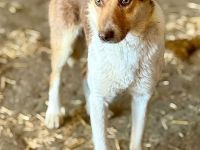 Horatio, 4 Jahre alt, sucht Menschen, denen er vertrauen kann