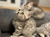 2 bkh kitten abzugeben