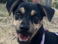 Phil, geb. ca. 12/2024, lebt auf einer Pflegestelle in 53879 Euskirchen