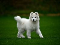 Samojede Hundin Matyella OUR LITTLE VIXEN