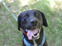 Elvis, Labrador-Deutsch Kurzhaar-Mix, geb. 2023, großer, sportlicher Familienhund