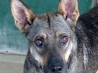 Noah 3, männlicher Schäferhund-Mix