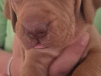 Magyar vizsla welpen mit Ahnentafel