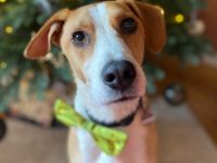 Neues Zuhause für Bailey gesucht