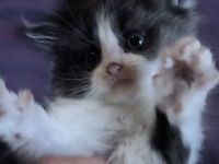 Maine Coon Perser Mix