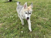 Sibirian Husky Welpen