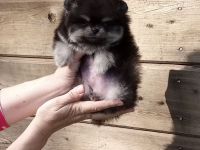 Pomeranian-Welpen zu verkaufen