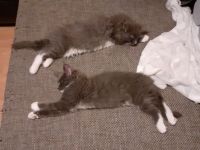 Wunderschöne reinrassige Maine Coon Blue-White Mädels, Geimpft, Gechippt, suchen eigene Dosenöffner