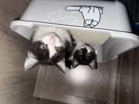 2 schmusekater suchen ein Zuhause