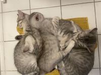 Geboren am 20. März 2025 – Abgabe ab sofort möglich