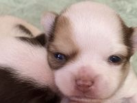 Zuckersüße kurzhaar Chihuahua Welpen