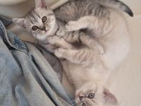 Reinrassige BKH Geschwister