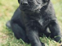 Labrador Welpe  Junghund