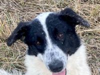 Monnie sucht jemand zum Ball spielen