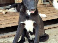 Peppi sucht sein Für-immer-Zuhause