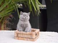 Traumhafte Britisch Kurzhaar Kätzchen mit Champion-Abstammung