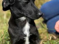 Sally sucht ihr Für-immer-Zuhause