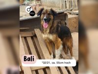 BALI sucht ein liebevolles Zuhause