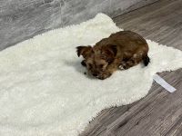 Yorshire Terrier Chihuahua Mix (Chorkie)