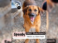 Fröhlicher SPEEDY