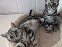 BKH Kätzchen "Zoe" und "Zenia", silbertabby classic (Whiskas) , Berlin-Nordost.