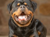 Deckrüde Joker vom Bergwerksee