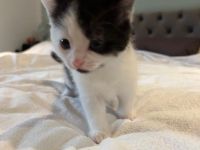 Zuckersüße Kitten suchen im Doppelpack ein Für-immer-Zuhause