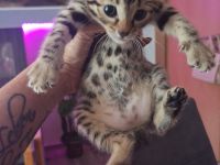 Bengalkitten suchen ein neues Zuhause
