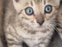 Bengalkatzen mit Stammbaum