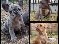 Französische Bulldogge Welpen Lilac Merle, choco isabella