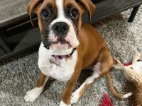 Weiblicher Boxerwelpe