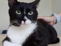 Schmusekatze Ronda wünscht sich sehr, bei netten Leuten statt im lauten Tierheim zu leben