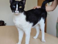 Darf sich der gutmütige Bartolo bald auf ein liebevolles Zuhause freuen?