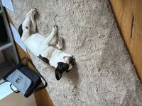 1 jährige reinrassige französische Bulldogge