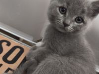 BKH Persermix KItten in gute Hände abzugeben