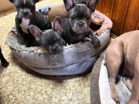 Französische Bulldoggen-Welpen – geb. am 27.03.2025 – Berlin