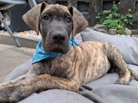 Deutsche Doggen Welpe Rüde, gestromt, 10 Wochen