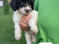 Spanische Wasserhund Welpen - sofort Abgabebereit  Perro de Aqua Espanol