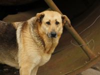 Luna sucht ihr großes Glück