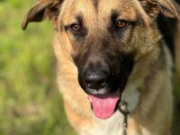 Joy - ein sanfter Hunderiese sucht sein Zuhause