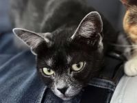 Transilvanische Katze (weiblich/kastriert)