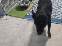 Zwergpinscher Rüden