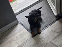 Prager Rattler Weibchen