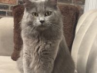 Deckkater Britisch Lange Haar